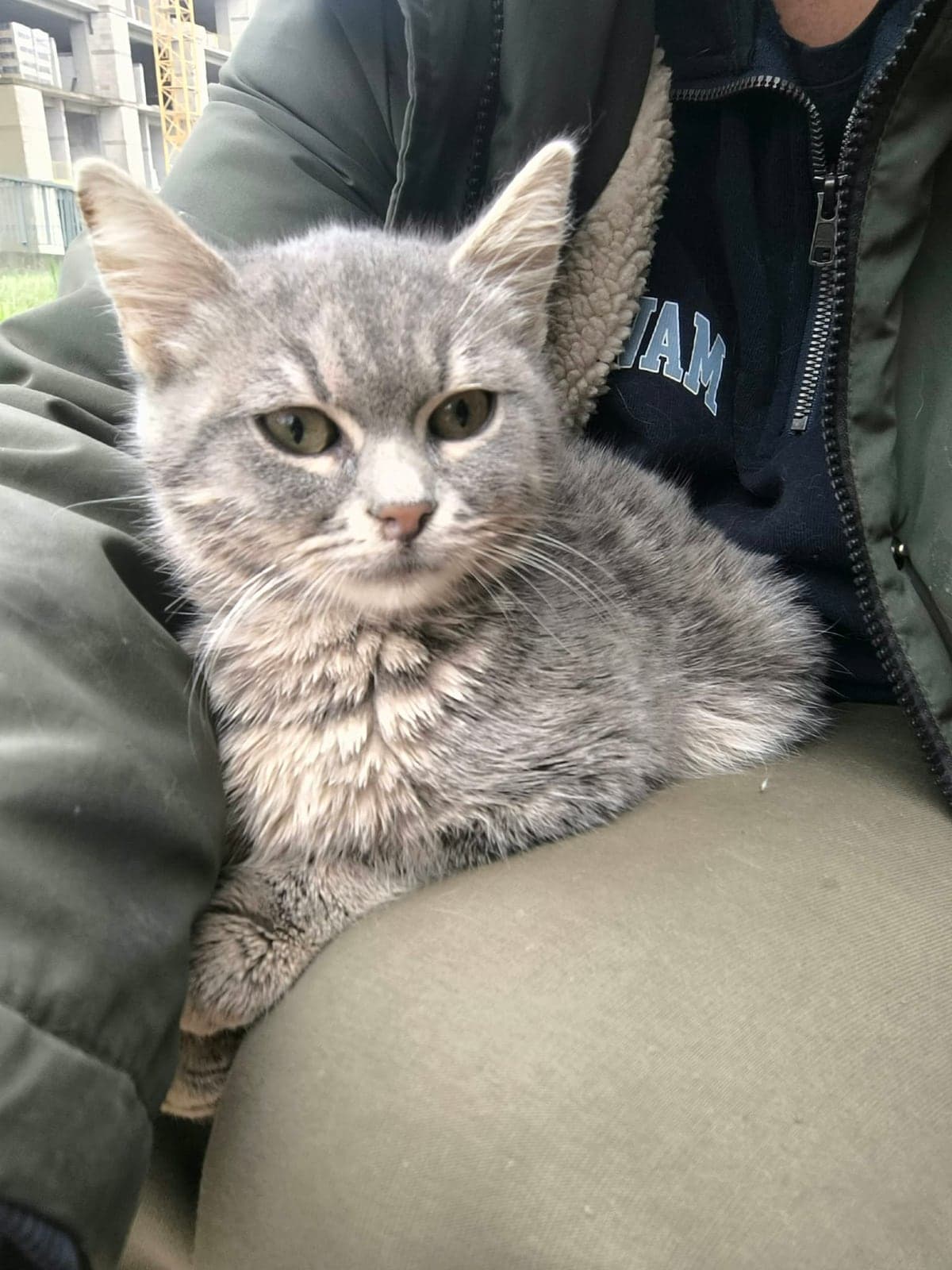 . British Shorthair Kedi, İstanbul