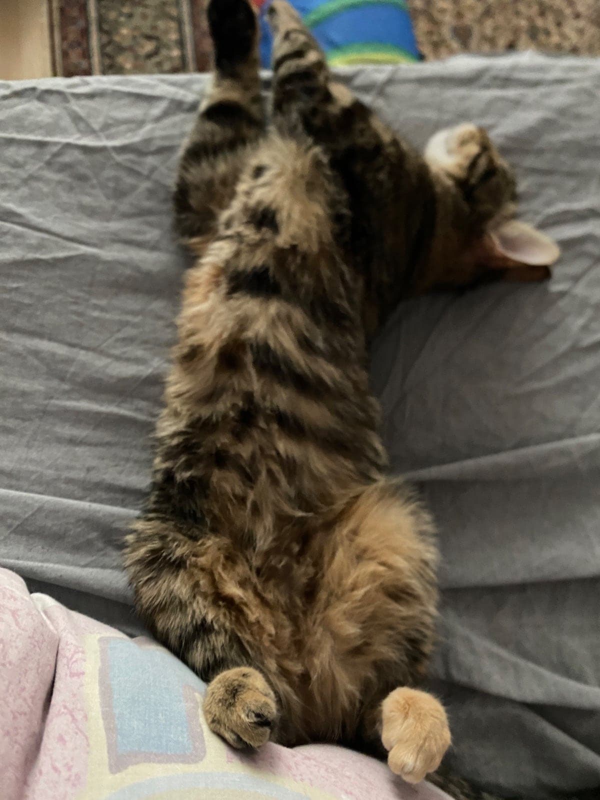 Karya Tekir Kedi, İstanbul