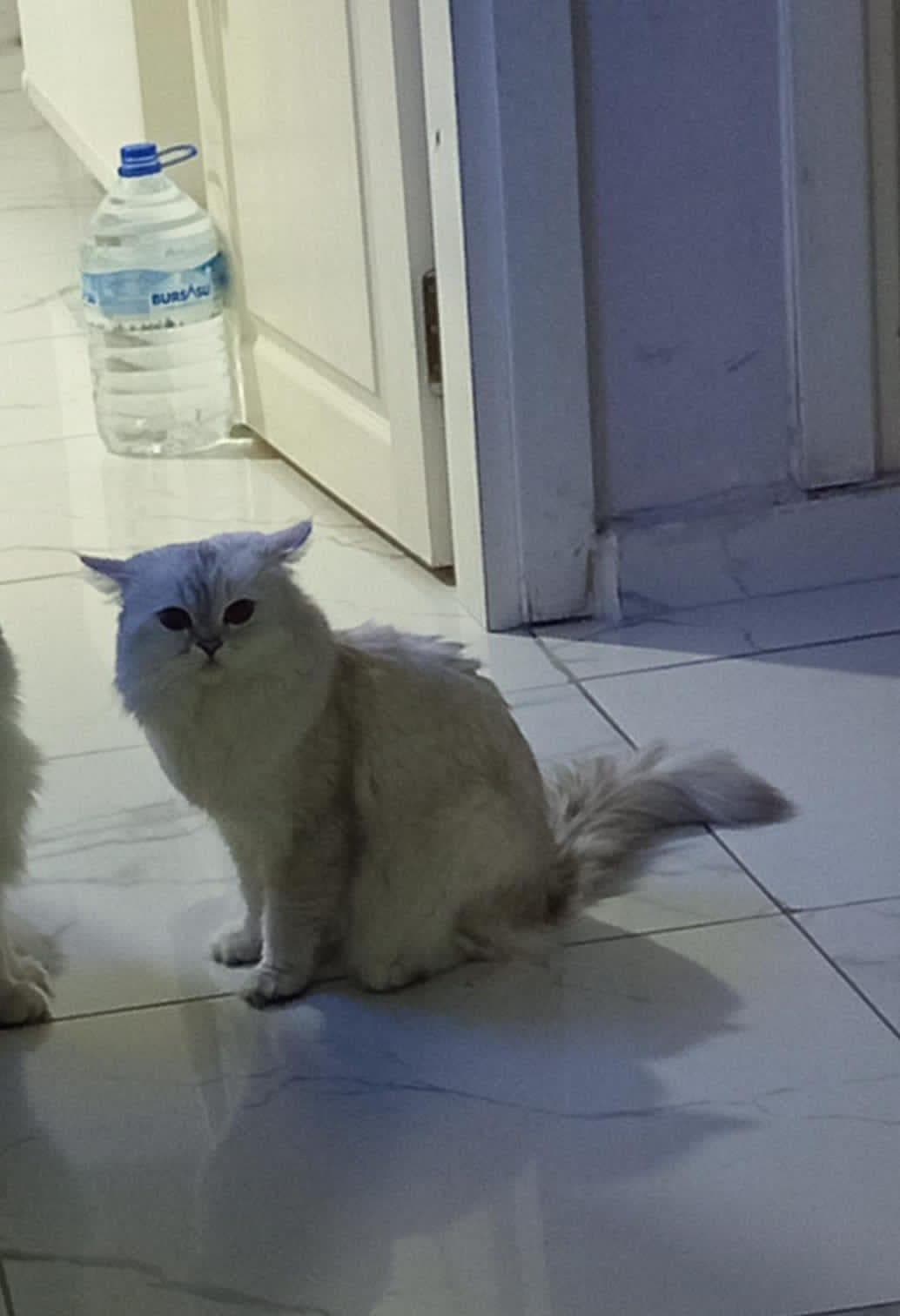 . British Longhair Kedi, Bursa
