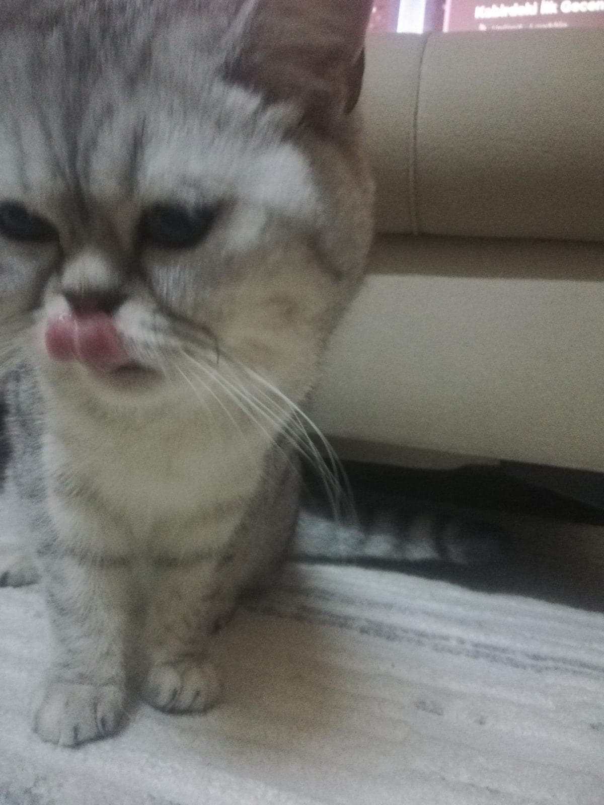 Şirine, toz şeker British Shorthair Kedi, Kocaeli