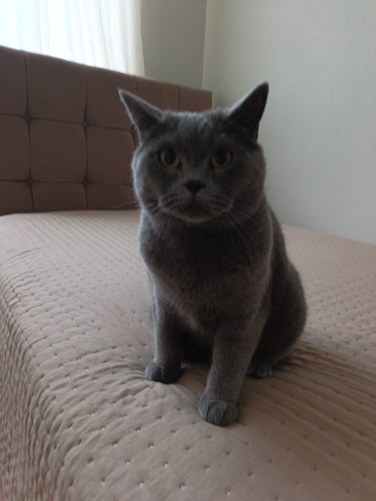 Şans British Shorthair Kedi, İstanbul