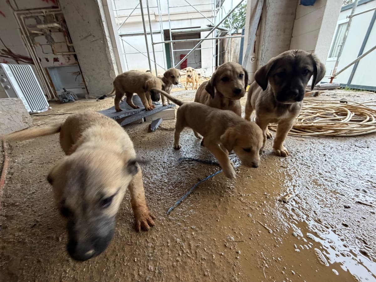 Yavrular Melez Köpek, İstanbul