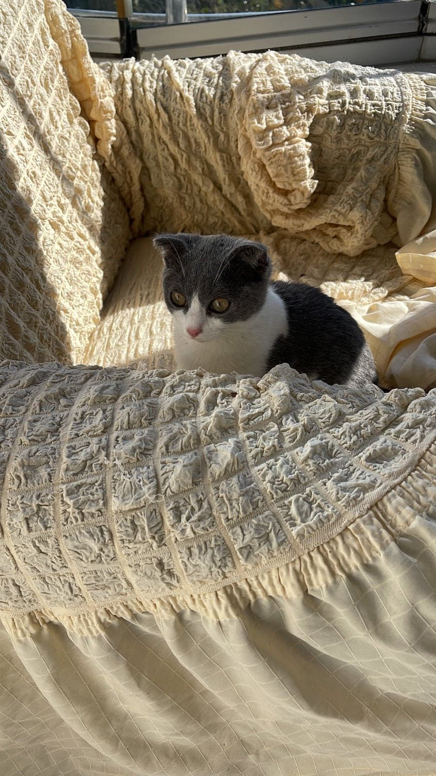 Düğme Scottish Fold Kedi, Kocaeli