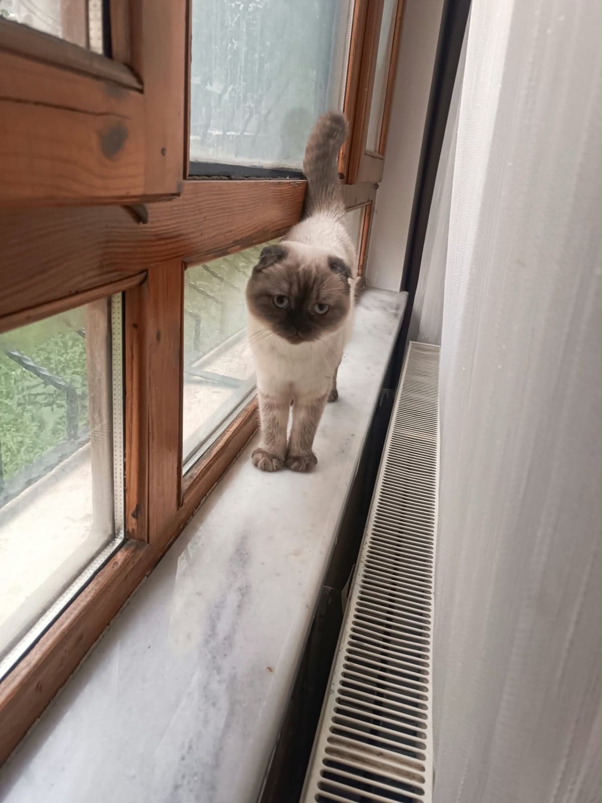 Duman Scottish Fold Kedi, Ankara