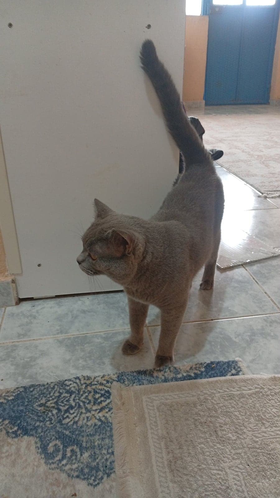 Tommy British Shorthair Kedi, Konya
