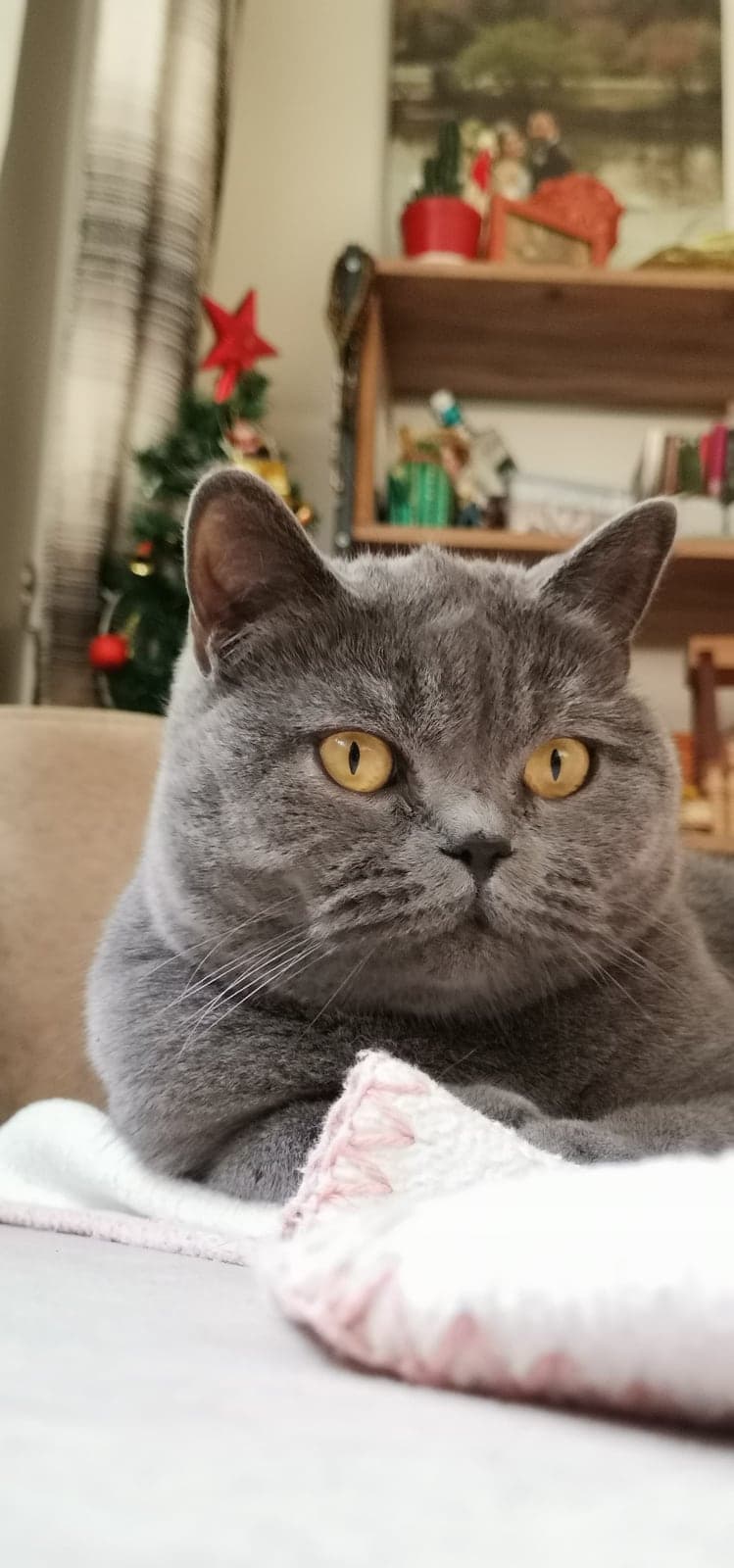 Mia British Shorthair Kedi, İstanbul