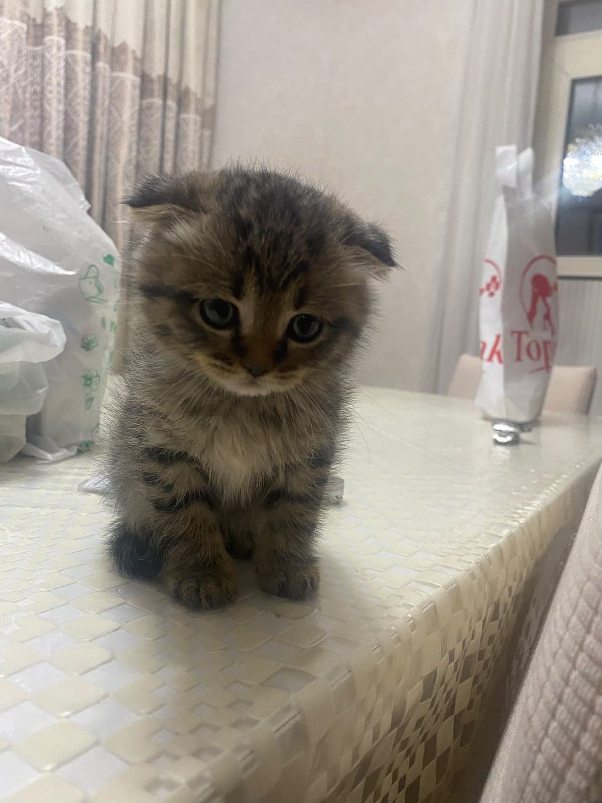 Boncuk Sokak Kedisi Kedi, Gaziantep
