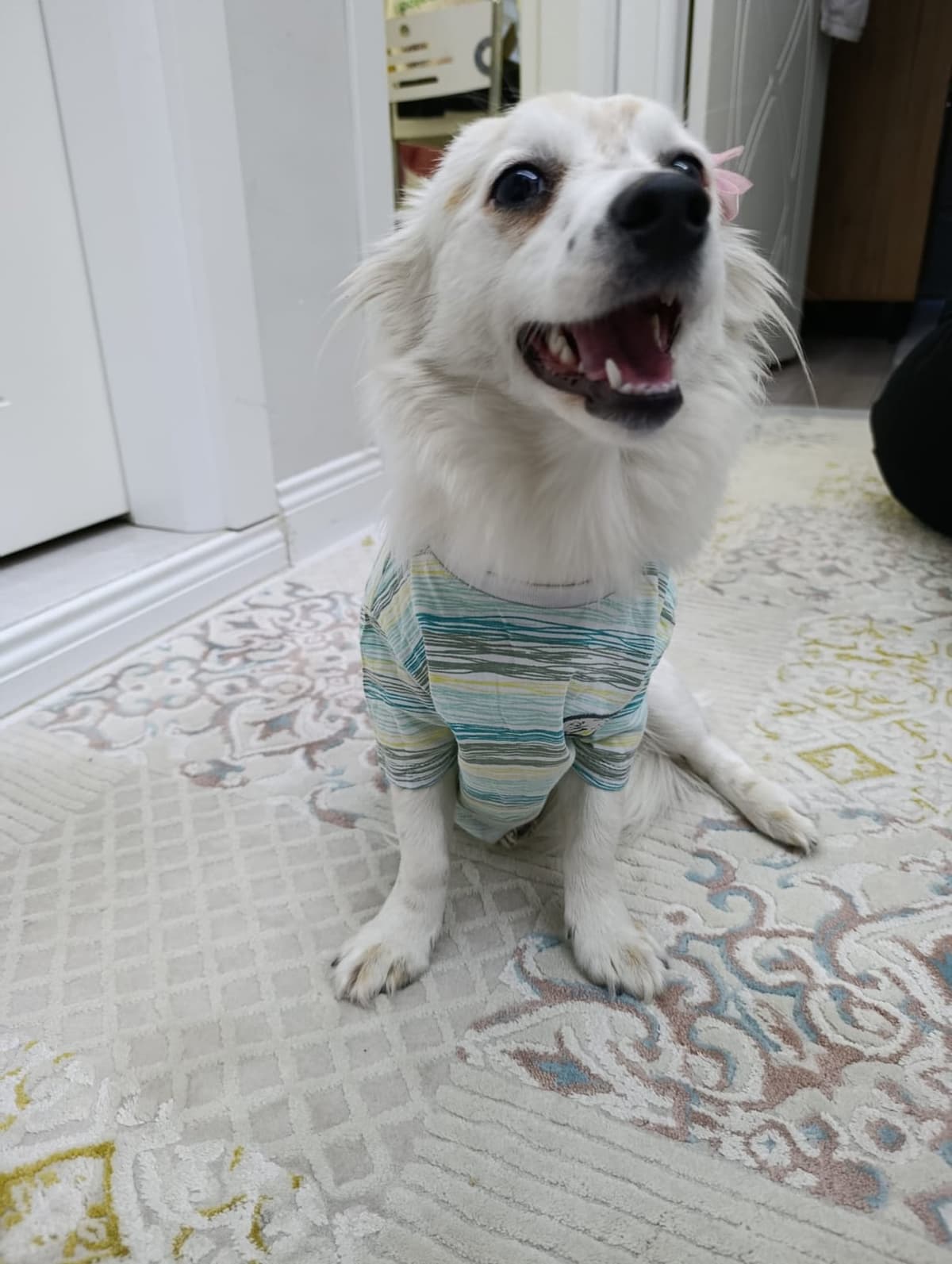 Pamuk Melez Köpek, Bursa
