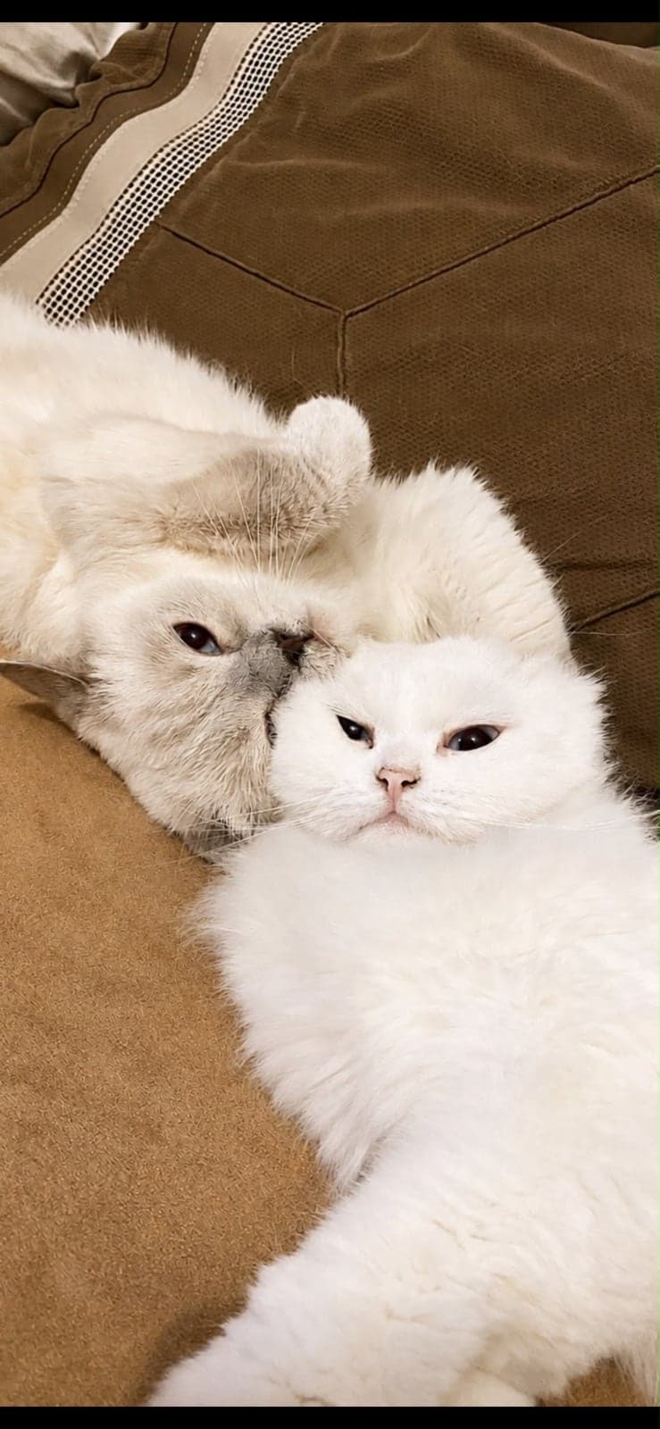 Behlül ve Bihter British Shorthair Kedi, Antalya
