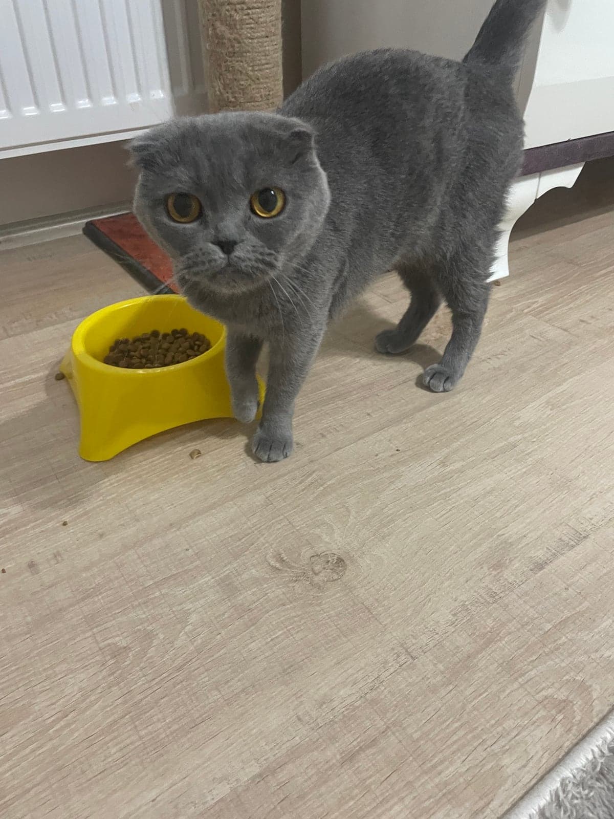 şeker Scottish Fold Kedi, Eskişehir