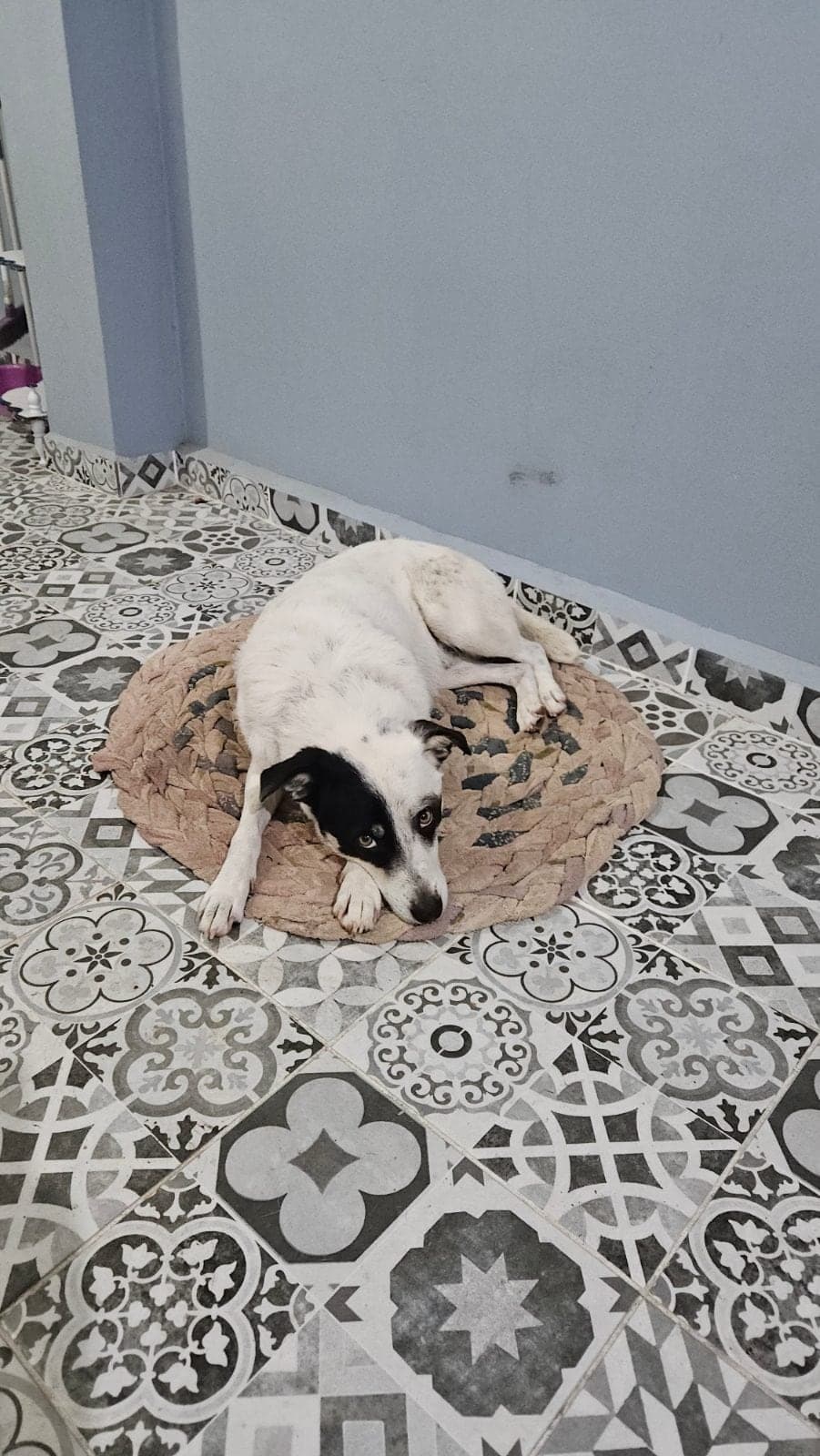 Benekli Melez Köpek, İstanbul