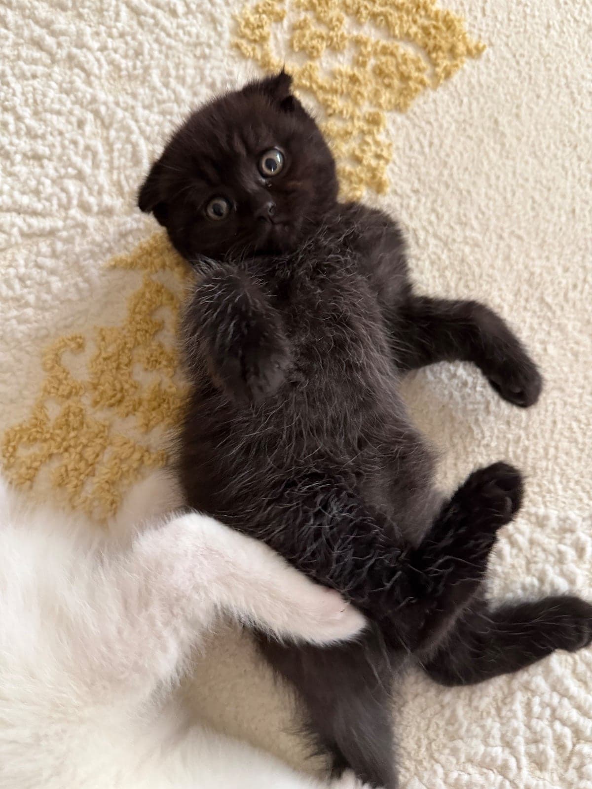 İsimleri henüz koyulmadı alan kişi koyacak Scottish Fold Kedi, Ankara