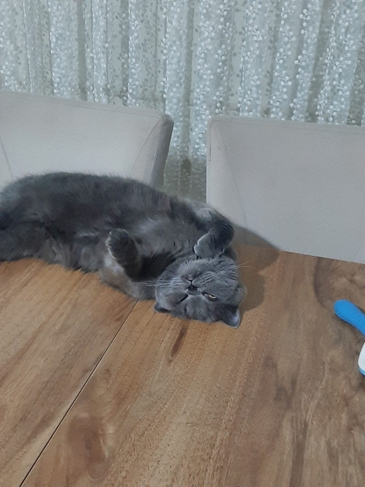 Leo British Longhair Kedi, İstanbul