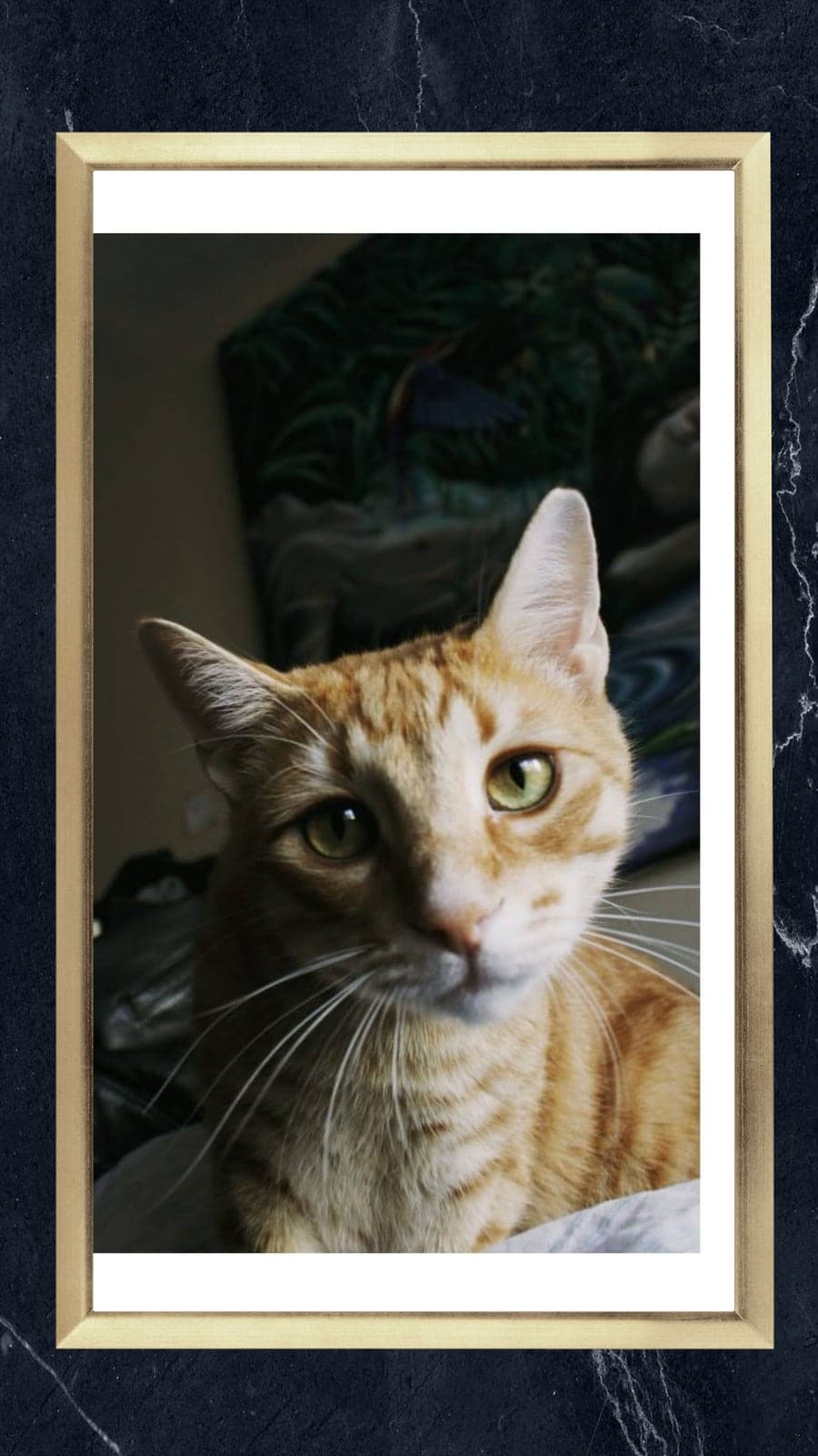 Alfa Tekir Kedi, İstanbul