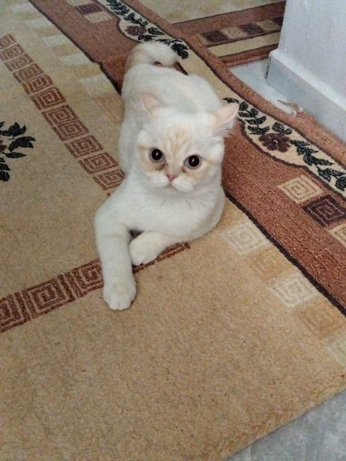Sütlac British Shorthair Kedi, Ankara