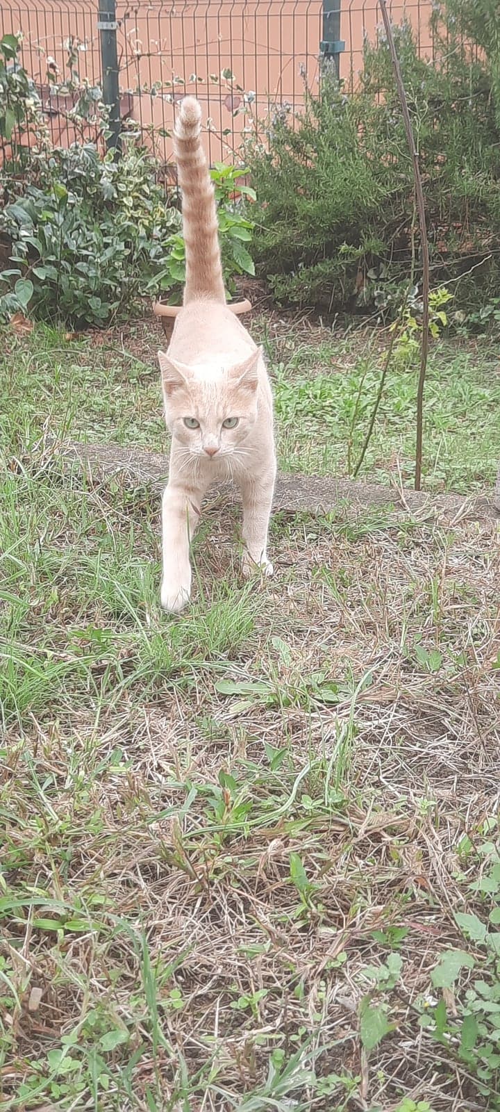 Adını sen koy Melez Kedi, Kocaeli