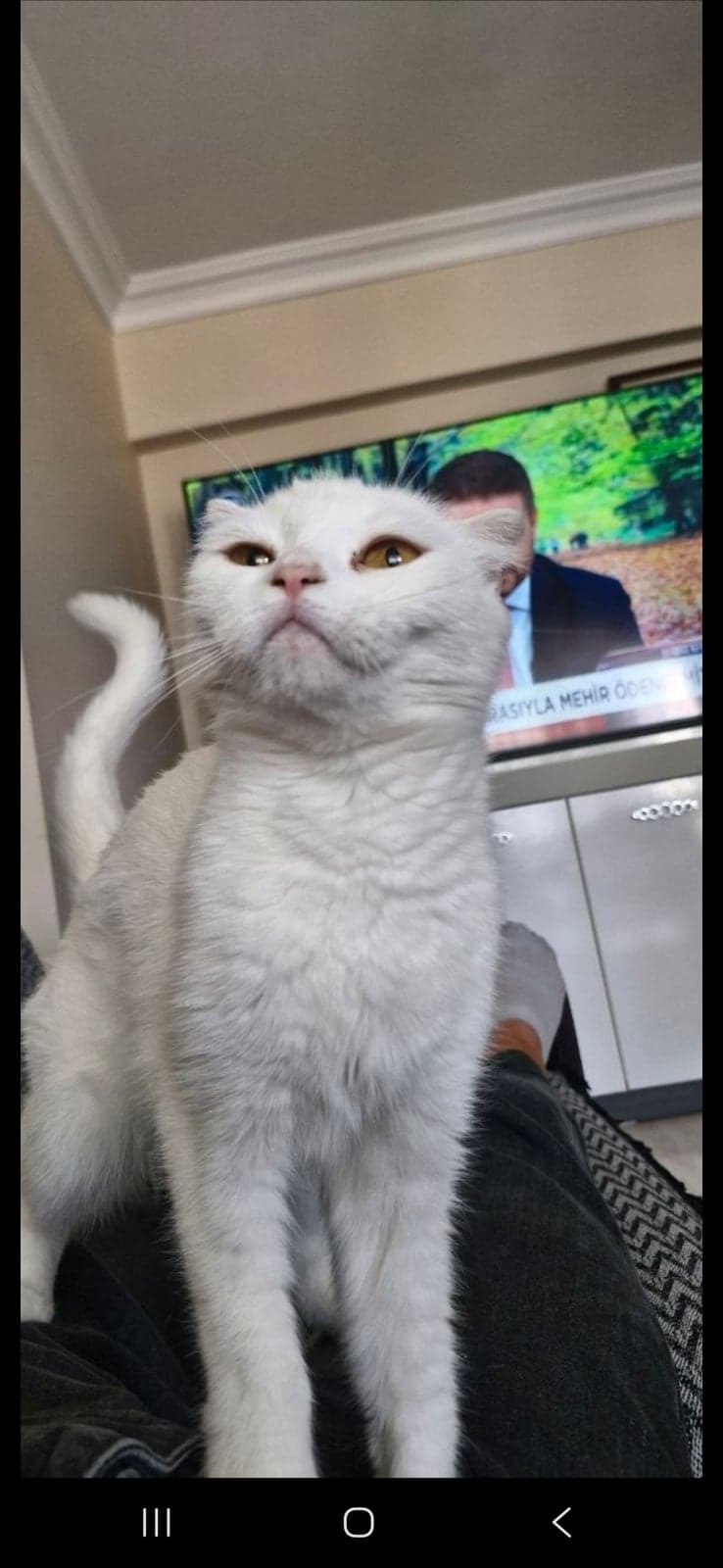 Zilli Scottish Fold Kedi, Bursa