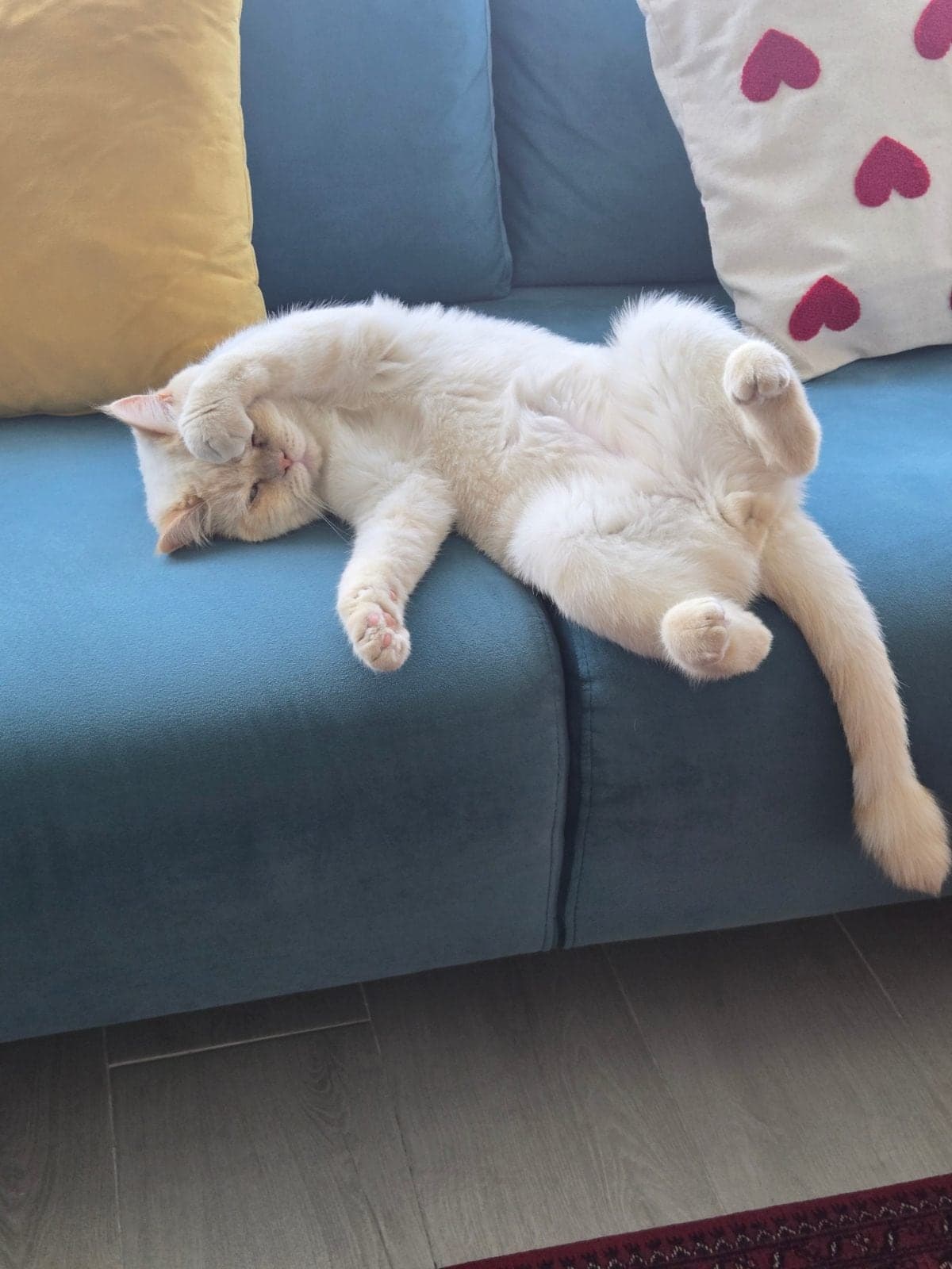 Ten ten British Shorthair Kedi, Sakarya