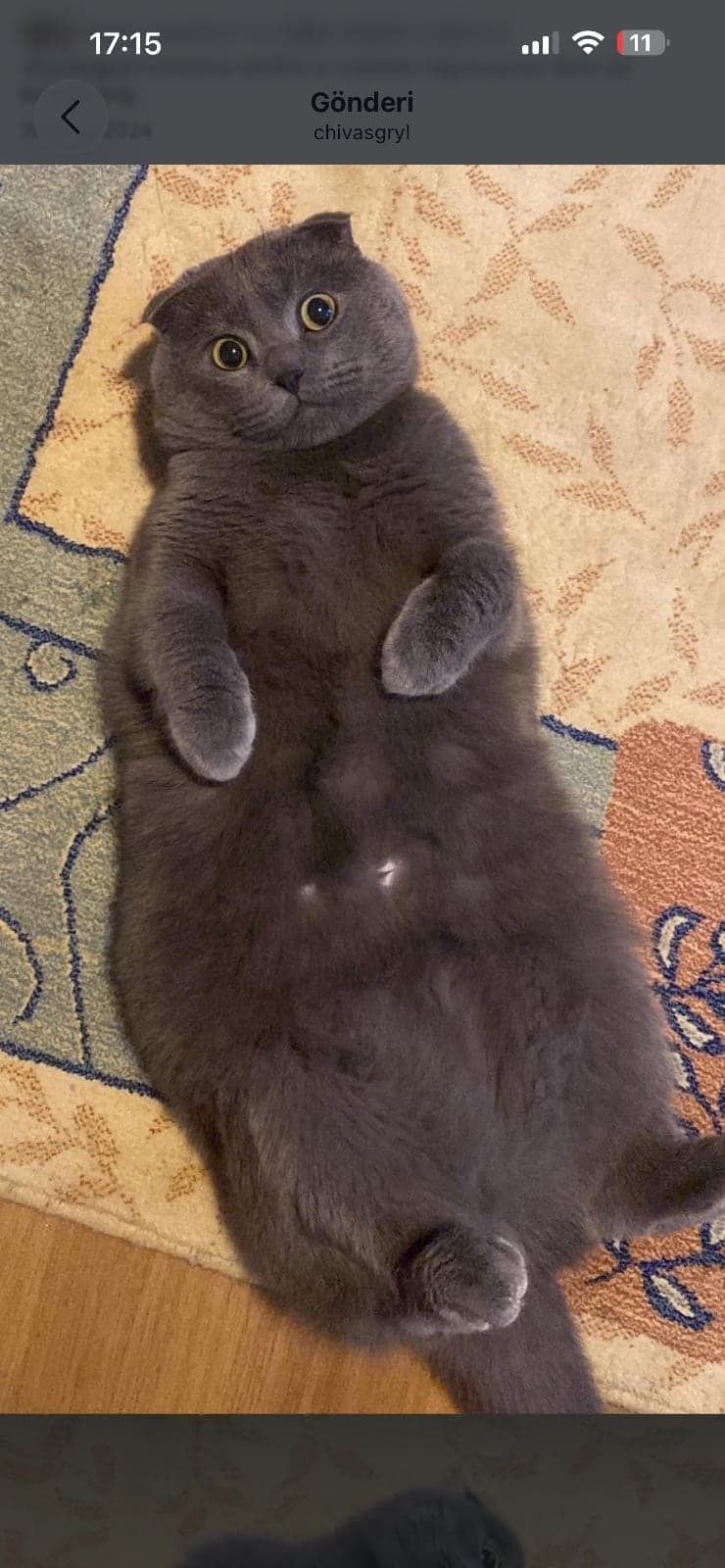 Chivas Scottish Fold Kedi, Erzurum