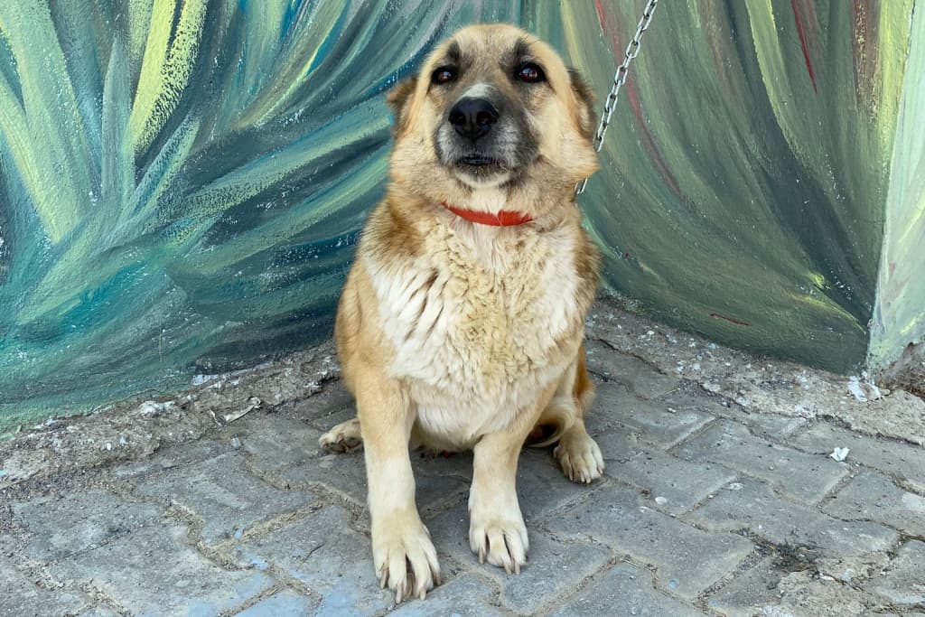 Müdür Melez Köpek fotoğrafı