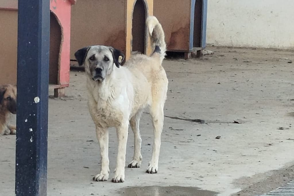 Kontes Melez Köpek fotoğrafı