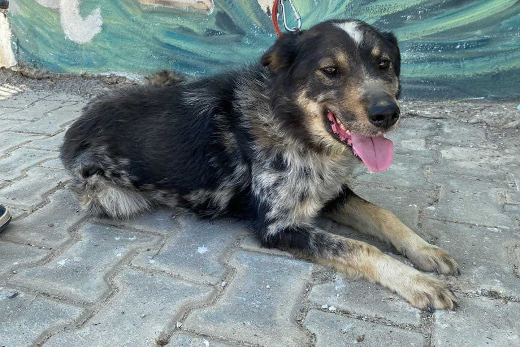 Kırçıl Melez Köpek fotoğrafı