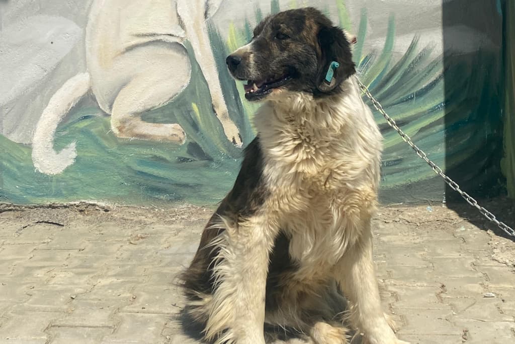 Kral Melez Köpek fotoğrafı