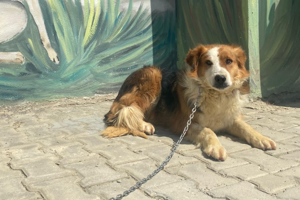 Asi Melez Köpek fotoğrafı
