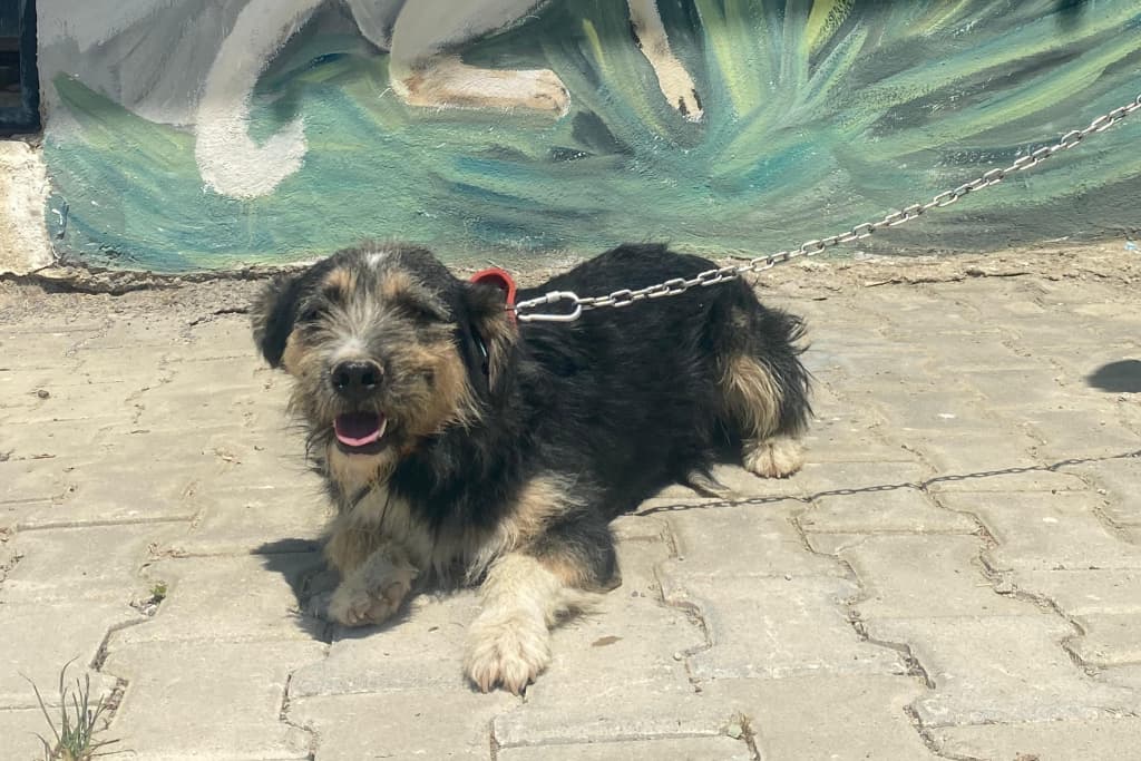 Çomar Melez Köpek fotoğrafı