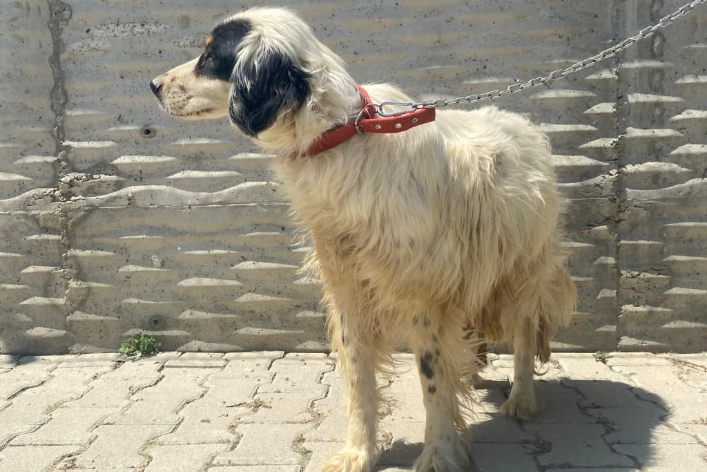 Süslü İngiliz Setteri Köpek fotoğrafı
