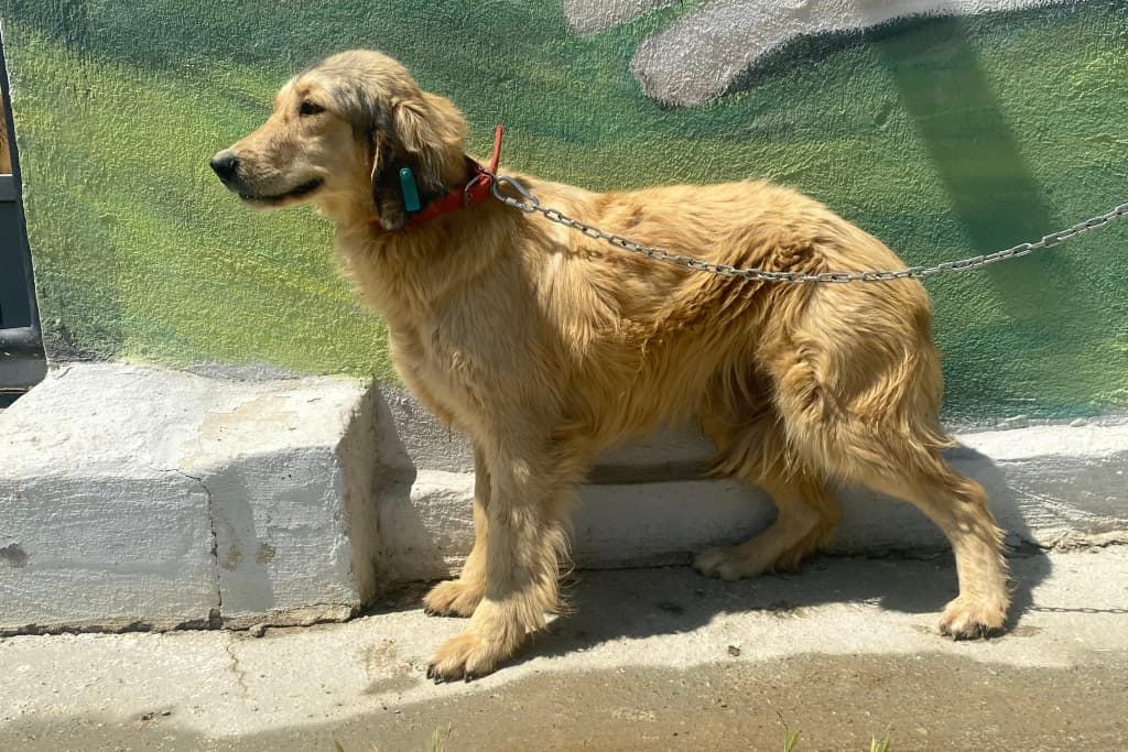 Rapunzel Golden Cocker Melezi Köpek fotoğrafı