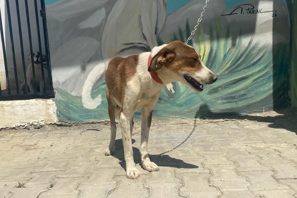 Gül Melez Köpek fotoğrafı