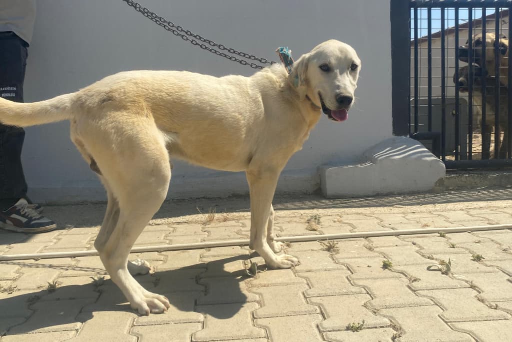 Kar Melez Köpek fotoğrafı