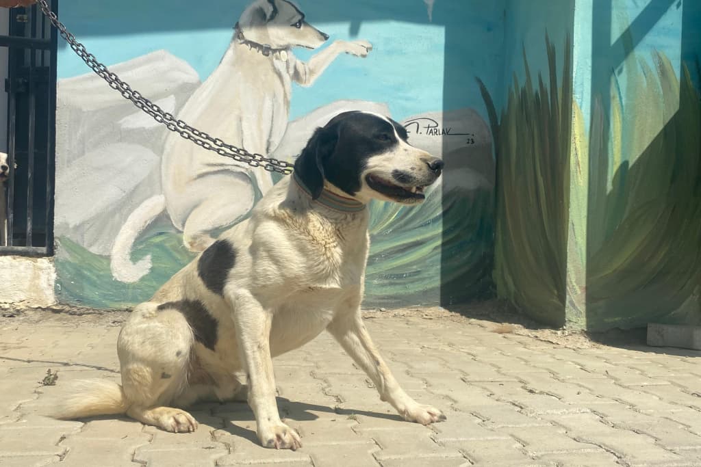 Dalmaçyalı Melez Köpek fotoğrafı