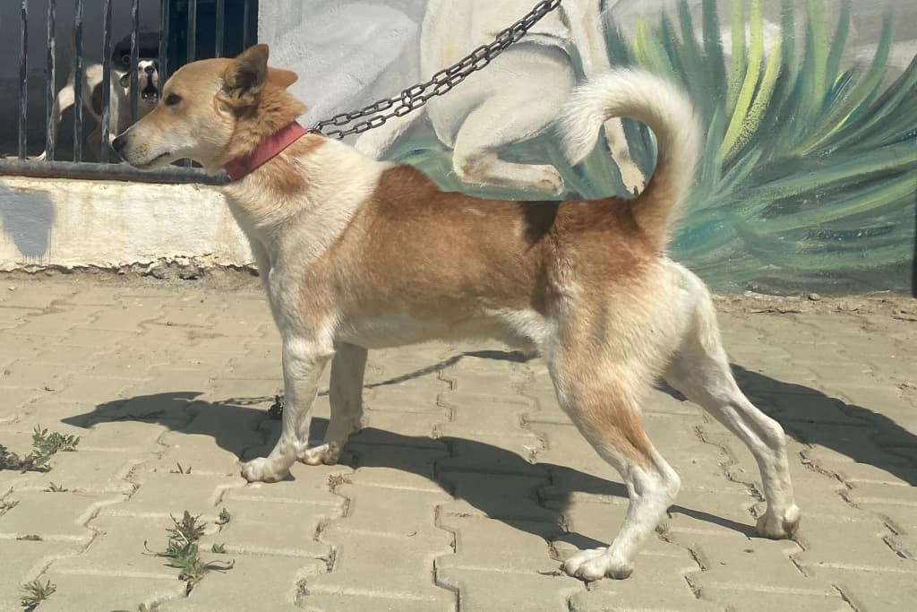 Jack Melez Köpek fotoğrafı