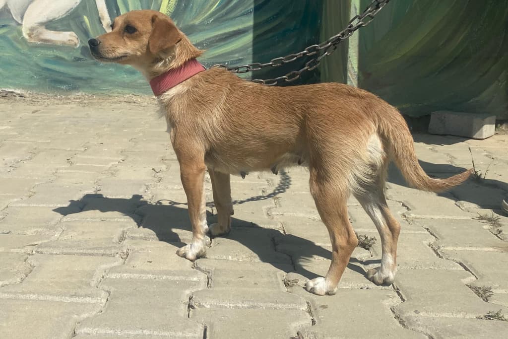 Minik Melez Köpek fotoğrafı
