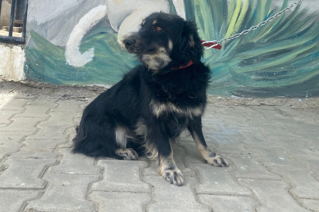 Paspal Melez Köpek fotoğrafı