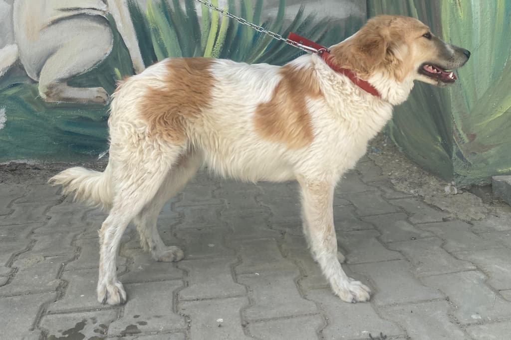 Dost Golden Melezi Köpek fotoğrafı