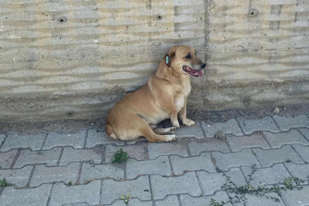 Dev Sosis Köpek fotoğrafı