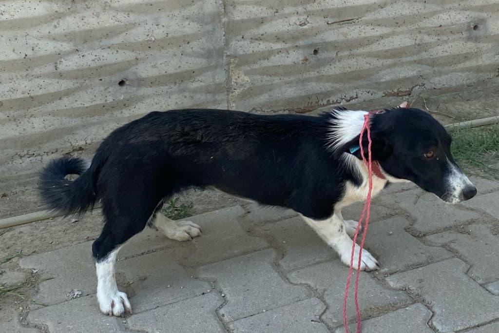 Uzun Melez Köpek fotoğrafı