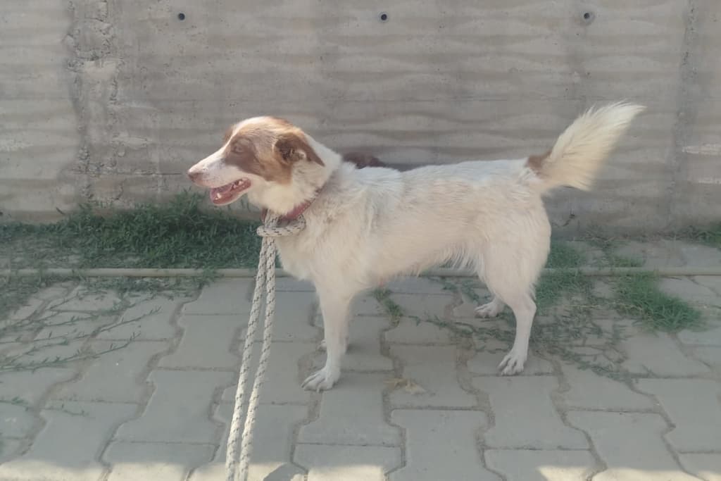 Gül Melez Köpek fotoğrafı