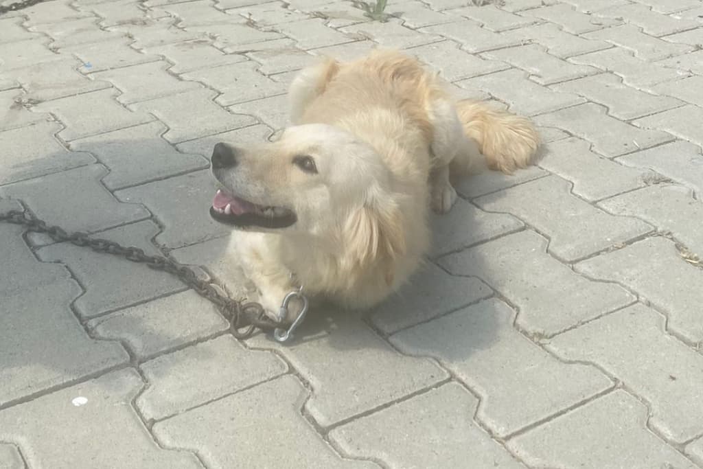 Sevimli Melez Köpek fotoğrafı
