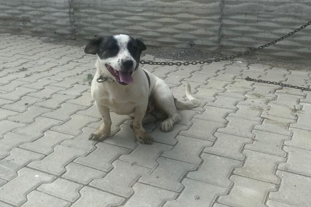 Ninja Melez Köpek fotoğrafı