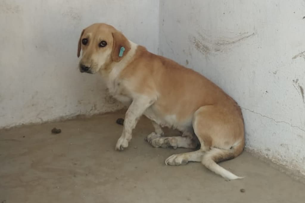 Buğday Melez Köpek fotoğrafı