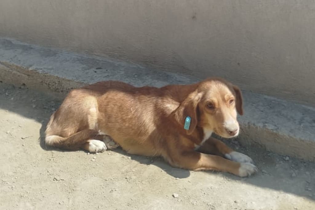 Arpa Melez Köpek fotoğrafı