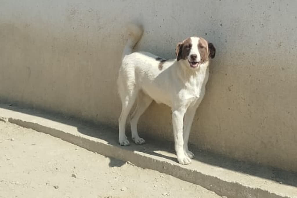 Maskeli Melez Köpek fotoğrafı