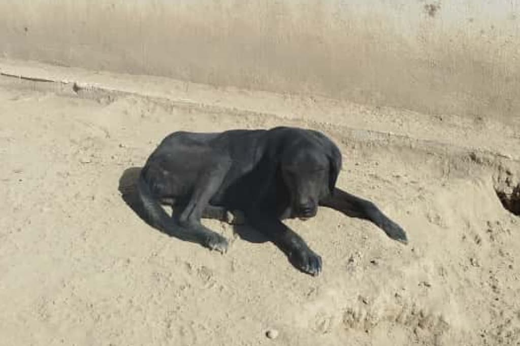 Esmer Melez Köpek fotoğrafı