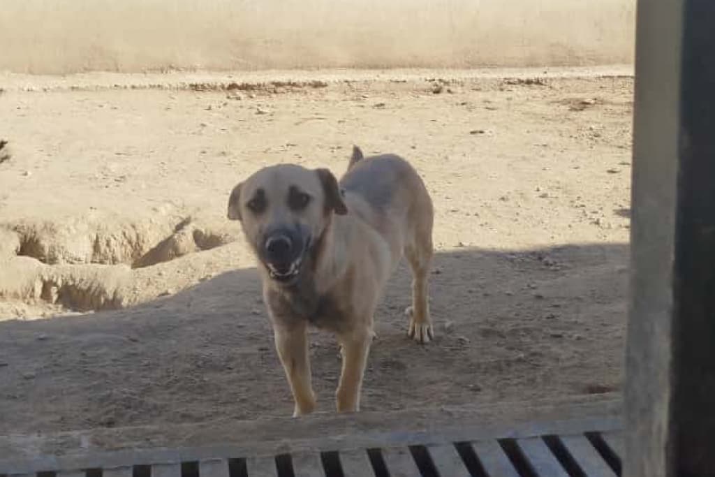 İribaş Melez Köpek fotoğrafı