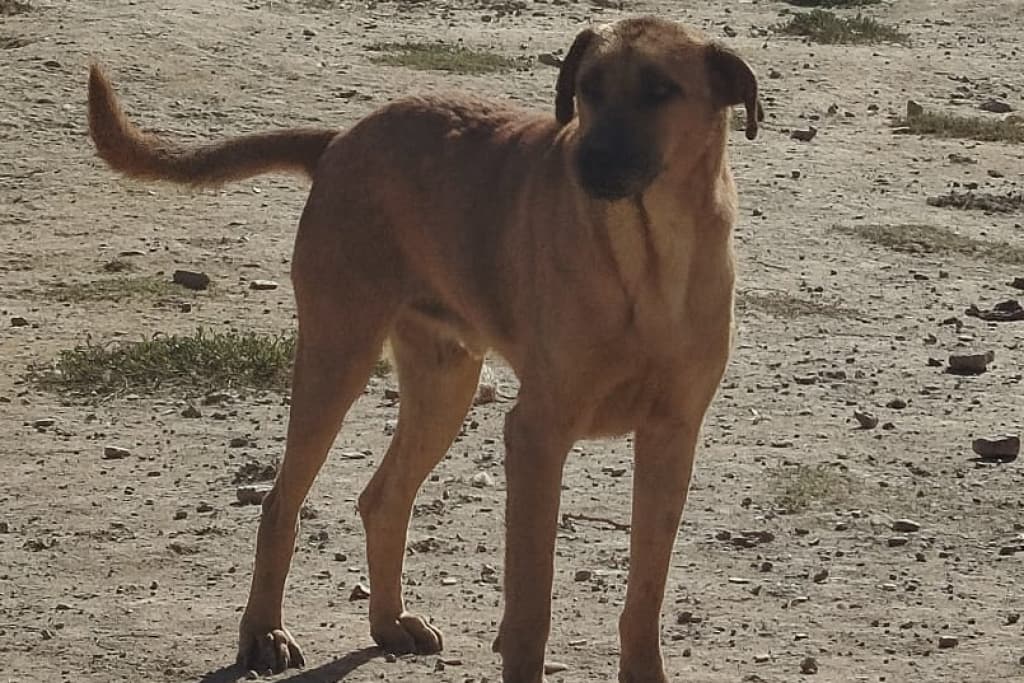 Arpa Melez Köpek fotoğrafı