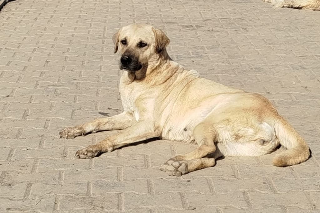 Buğday Melez Köpek fotoğrafı